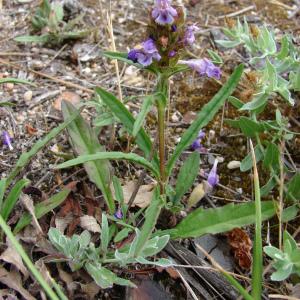 Photographie n°34386 du taxon Prunella hyssopifolia L. [1753]