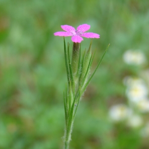 Photographie n°34392 du taxon Dianthus armeria L. [1753]