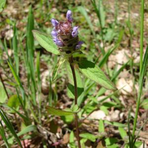 Photographie n°34397 du taxon Prunella vulgaris L. [1753]