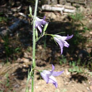 Photographie n°34398 du taxon Campanula rapunculus L. [1753]