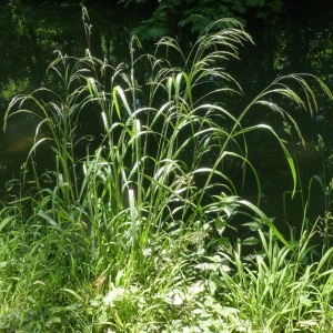 Photographie n°34407 du taxon Bromus ramosus Huds. [1762]