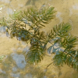 Ceratophyllum missionis Wight & Arn. (Cératophylle immergé)