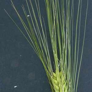 Photographie n°34411 du taxon Hordeum vulgare subsp. hexastichum (L.) Celak. [1867]