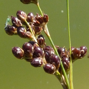 Photographie n°34414 du taxon Juncus compressus Jacq. [1762]