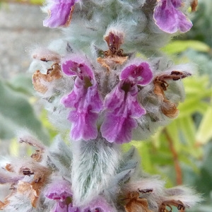 Photographie n°34419 du taxon Stachys byzantina K.Koch [1848]