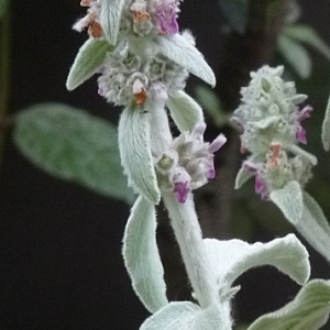 Stachys lanata Jacq. (Épiaire de Byzance)