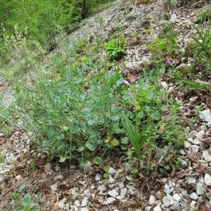 Photographie n°34453 du taxon Rumex scutatus var. glaucus (Jacq.) Poir. [1804]