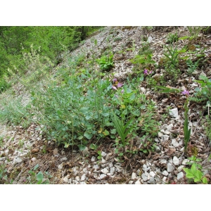 Rumex glaucus Jacq.