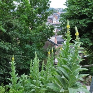 Photographie n°34456 du taxon Verbascum thapsus L. [1753]