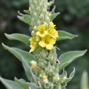 Photographie n°34457 du taxon Verbascum thapsus L. [1753]