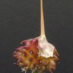Photographie n°34467 du taxon Allium vineale L. [1753]