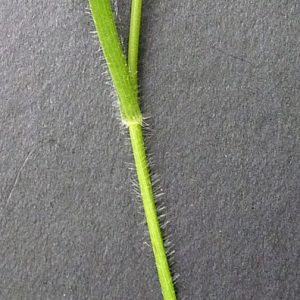 Photographie n°34470 du taxon Brachypodium sylvaticum (Huds.) P.Beauv. [1812]