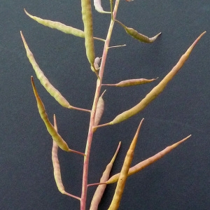 Photographie n°34471 du taxon Brassica napus L. [1753]