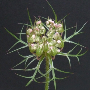 Photographie n°34473 du taxon Daucus carota L. [1753]