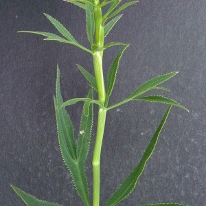 Photographie n°34474 du taxon Falcaria vulgaris Bernh. [1800]