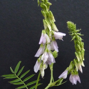 Photographie n°34476 du taxon Galega officinalis L. [1753]