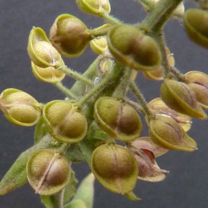 Photographie n°34486 du taxon Lepidium campestre (L.) R.Br. [1812]