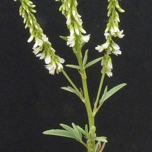 Photographie n°34487 du taxon Melilotus albus Medik. [1787]