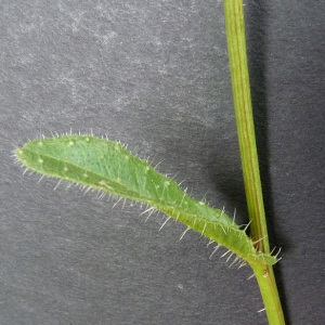 Photographie n°34489 du taxon Picris echioides L. [1753]