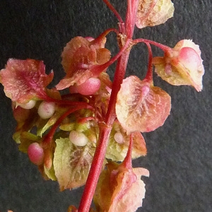 Photographie n°34493 du taxon Rumex crispus L. [1753]