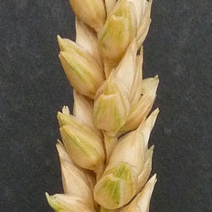 Photographie n°34497 du taxon Triticum aestivum L. [1753]