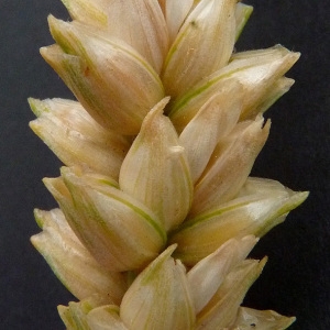 Photographie n°34498 du taxon Triticum aestivum L. [1753]