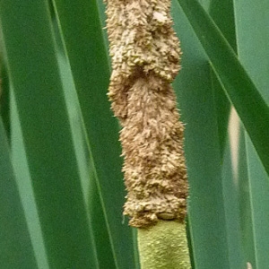 Photographie n°34499 du taxon Typha latifolia L. [1753]