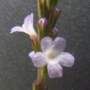 Photographie n°34502 du taxon Verbena officinalis L. [1753]