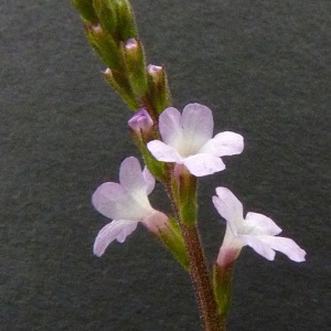Photographie n°34503 du taxon Verbena officinalis L. [1753]
