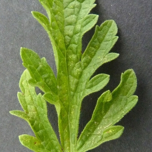 Photographie n°34504 du taxon Verbena officinalis L. [1753]