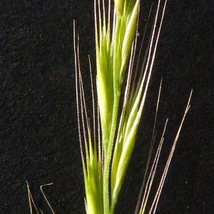 Festuca pseudomyuros Soy.-Will. (Vulpie queue-de-rat)