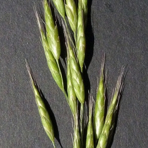 Photographie n°34507 du taxon Bromus racemosus L. [1762]