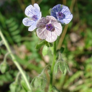 Photographie n°34522 du taxon Cynoglossum creticum Mill. [1768]