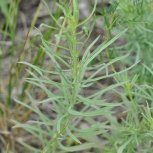 Photographie n°34527 du taxon Linaria vulgaris Mill. [1768]