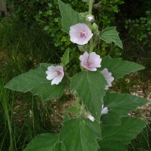 Photographie n°34528 du taxon Althaea officinalis L. [1753]