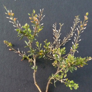 Photographie n°34537 du taxon Lepidium ruderale L. [1753]