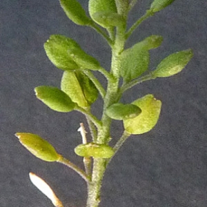 Photographie n°34538 du taxon Lepidium ruderale L. [1753]