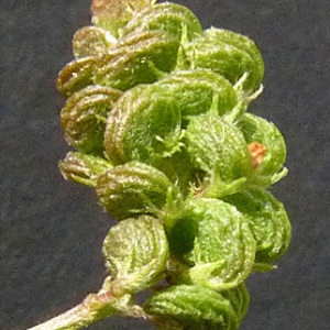 Photographie n°34542 du taxon Medicago lupulina L. [1753]