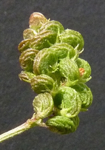 Bertrand BUI, le  9 juin 2011 (Vitry-sur-Seine (Bord de Seine))