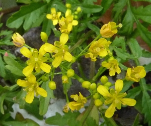 Bertrand BUI, le  9 juin 2011 (Vitry-sur-Seine (Bord de Seine))