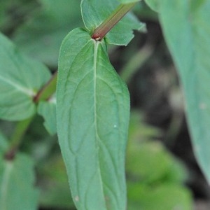 Photographie n°34550 du taxon Lythrum salicaria L.