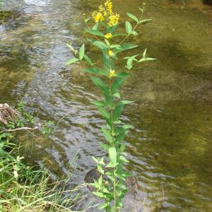 Photographie n°34562 du taxon Lysimachia vulgaris L. [1753]