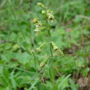 Photographie n°34568 du taxon Epipactis muelleri Godfery [1921]