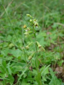 Paul Fabre, le 10 juin 2011 (Montferrier-sur-Lez)