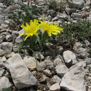 Photographie n°34610 du taxon Scorzonera austriaca Willd. [1803]