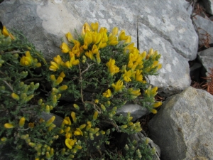 Jérôme SEGONDS, le 27 avril 2011 (Auribeau (Mourre Nègre))