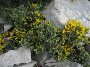 Jérôme SEGONDS, le 27 avril 2011 (Auribeau (Mourre Nègre))