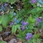  Jérôme SEGONDS - Lathyrus vernus (L.) Bernh. [1800]