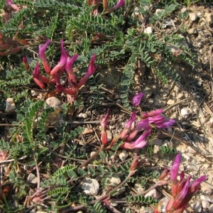 Photographie n°34630 du taxon Astragalus monspessulanus subsp. monspessulanus