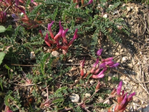 Jérôme SEGONDS, le 27 avril 2011 (Auribeau (Mourre Nègre))